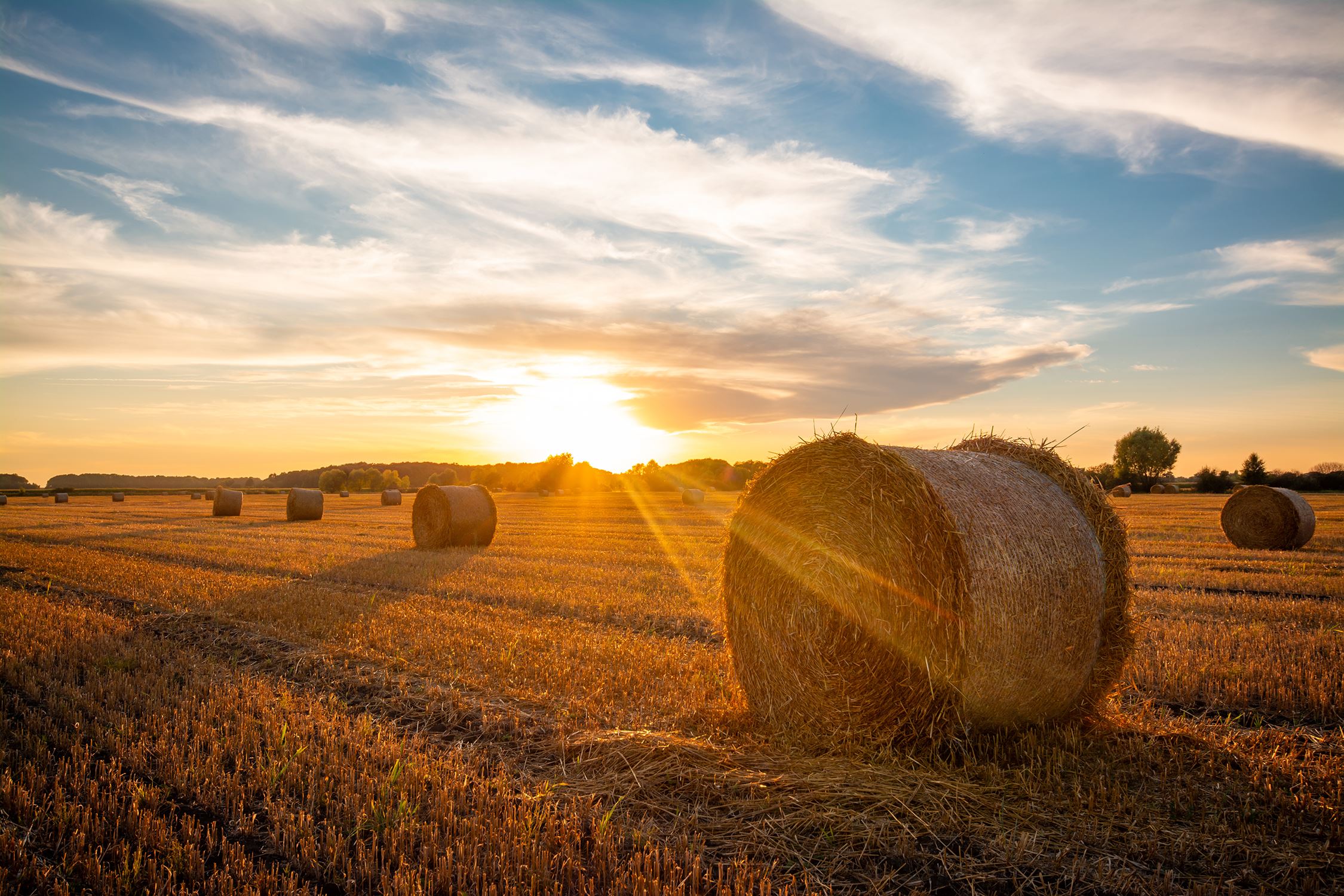 Beautiful bright sun rays under horizon over the field after harvesting 