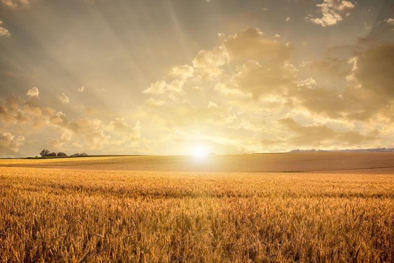  Golden wheat field 